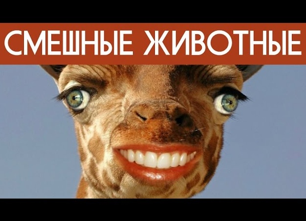 Лучшие кинокомедии, смешные до слез 2016 – 2017: угарные фильмы, которые стоит посмотреть, чтобы поржать (рейтинг за два года) Лучшие кинокомедии, смешные до слез 2016 – 2017: угарные фильмы, которые стоит посмотреть, чтобы поржать (рейтинг за два года)