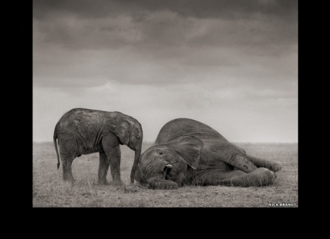 Дикая природа Африки от фотографа Nick Brandt