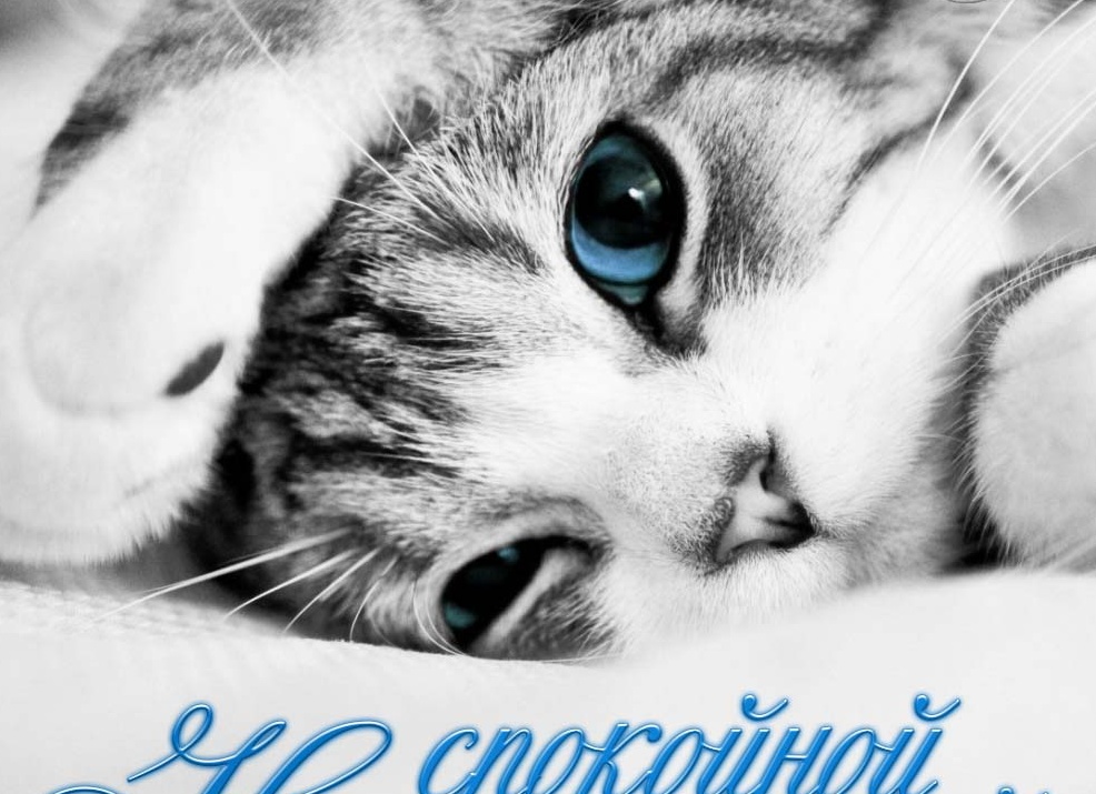 Картинки «спокойной ночи, милый» Картинки «спокойной ночи, милый»